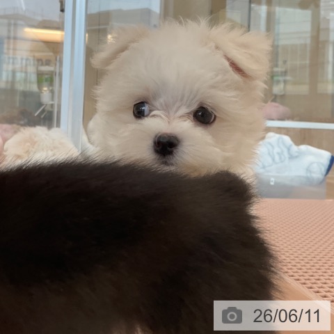 マルチーズの写真