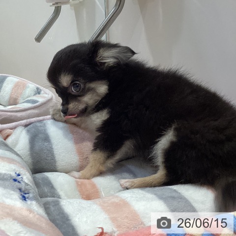 福岡県のチワワ(ロング) (ペットプラス 小倉南店/2026年3月30日生まれ/男の子/ブラックタン)の子犬の4枚目の画像