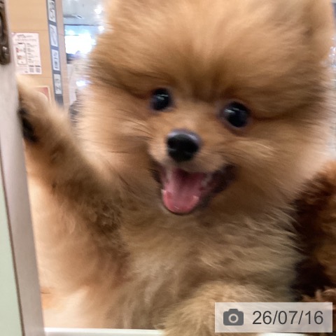 ポメラニアンの写真