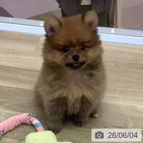 ポメラニアンの写真
