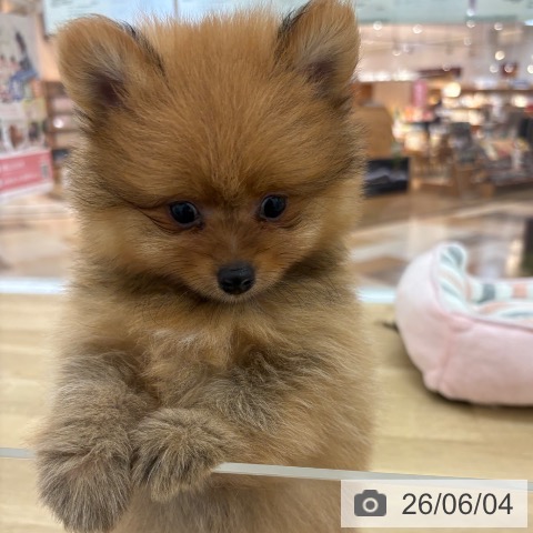 ポメラニアンの写真