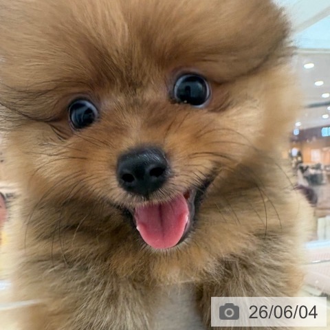 ポメラニアンの写真