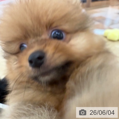 ポメラニアンの写真