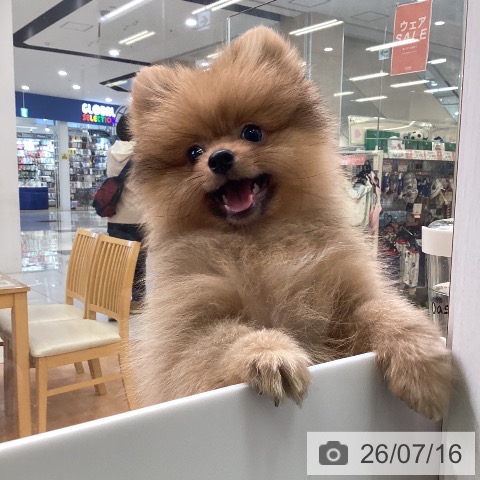 ポメラニアンの写真
