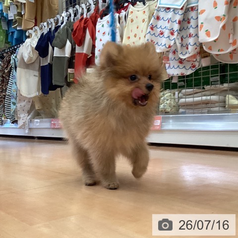 ポメラニアンの写真