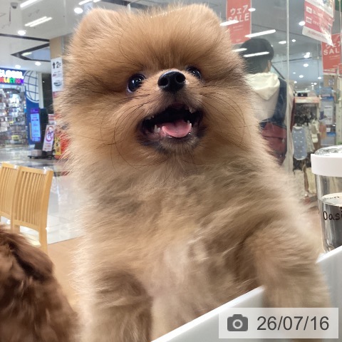 福岡県のポメラニアン (ペットプラス 黒崎店/2026年4月3日生まれ/男の子/オレンジ)の子犬の4枚目の画像