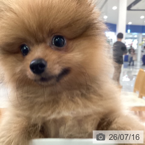 福岡県のポメラニアン (ペットプラス 黒崎店/2026年4月3日生まれ/男の子/オレンジ)の子犬の3枚目の画像