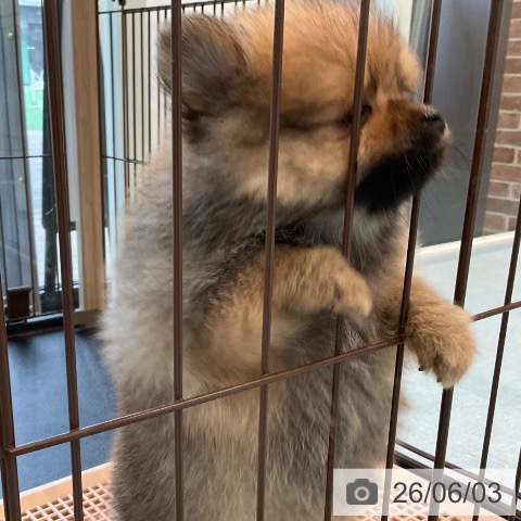 ポメラニアンの写真