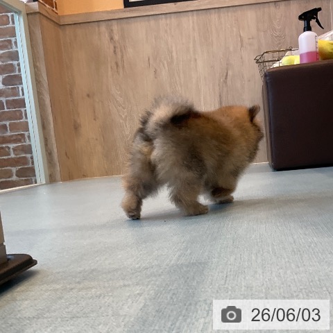 ポメラニアンの写真