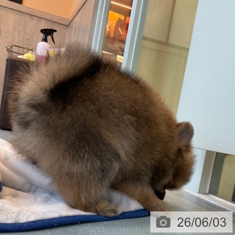 ポメラニアンの写真