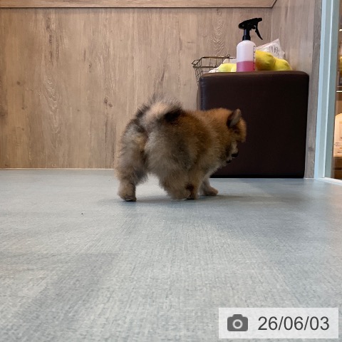 ポメラニアンの写真