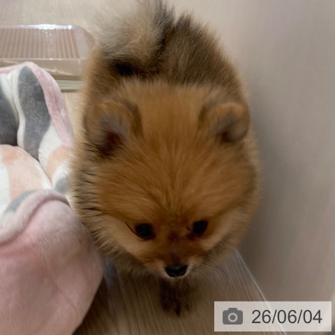 沖縄県のポメラニアン (ペットプラス 南風原店/2026年4月3日生まれ/男の子/オレンジ)の子犬の4枚目の画像