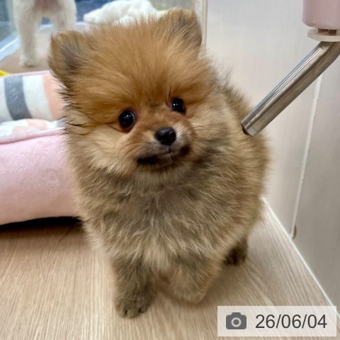 沖縄県のポメラニアン (ペットプラス 南風原店/2026年4月3日生まれ/男の子/オレンジ)の子犬の3枚目の画像