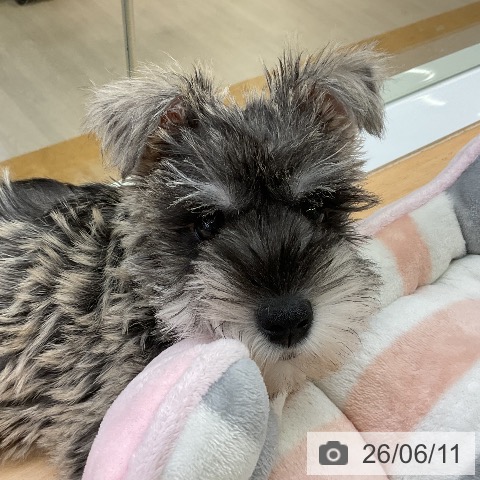 福岡県のミニチュアシュナウザー (ペットプラス 福岡店/2026年3月29日生まれ/男の子/ソルトペッパー)の子犬の4枚目の画像