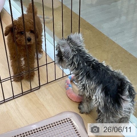 福岡県のミニチュアシュナウザー (ペットプラス 福岡店/2026年3月29日生まれ/男の子/ソルトペッパー)の子犬の3枚目の画像
