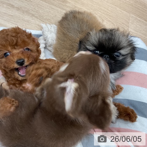 福岡県のトイプードル(トイ) (ペットプラス 八幡東店/2026年4月1日生まれ/女の子/レッド)の子犬の4枚目の画像