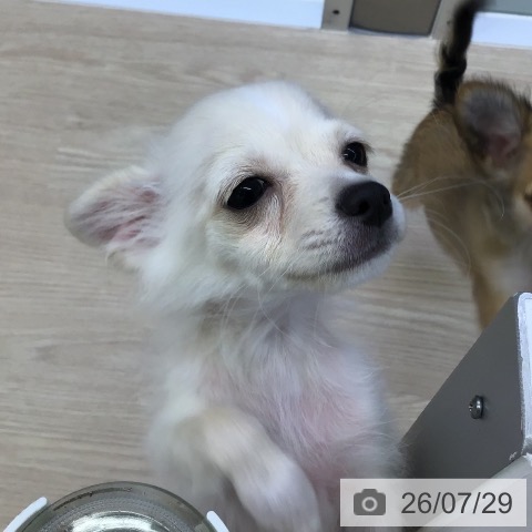 沖縄県のチワワ(ロング) (ペットプラス 沖縄ライカム店/2026年4月2日生まれ/男の子/クリームホワイト)の子犬の4枚目の画像