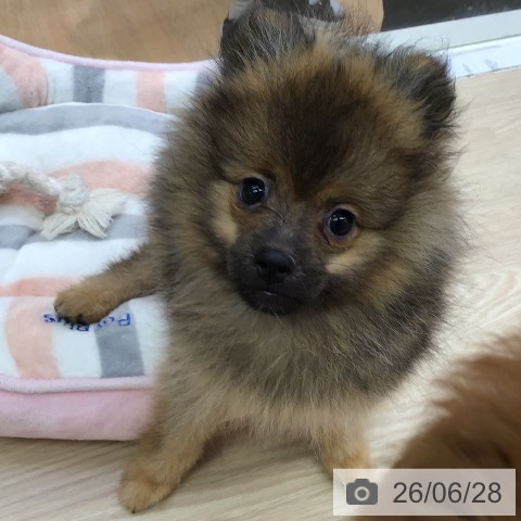 沖縄県のポメラニアン (ペットプラス 沖縄ライカム店/2026年3月31日生まれ/女の子/オレンジセーブル)の子犬の3枚目の画像