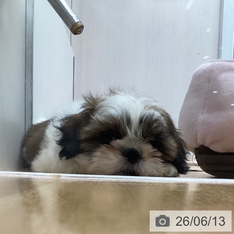 福岡県のシーズー (ペットプラス 黒崎店/2026年3月30日生まれ/女の子/ゴールドホワイト)の子犬の4枚目の画像