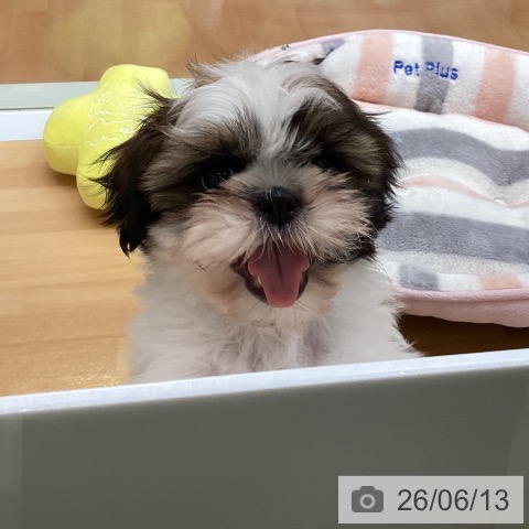 福岡県のシーズー (ペットプラス 黒崎店/2026年3月30日生まれ/女の子/ゴールドホワイト)の子犬の3枚目の画像