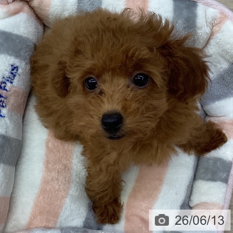 沖縄県のトイプードル(トイ) (ペットプラス 沖縄ライカム店/2026年4月3日生まれ/女の子/レッド)の子犬の3枚目の画像
