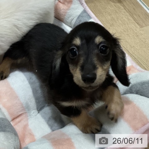 福岡県のカニンヘンダックスフンド(ロング) (ペットプラス 小倉南店/2026年4月2日生まれ/男の子/ブラックタン)の子犬の4枚目の画像