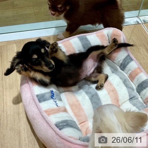福岡県のカニンヘンダックスフンド(ロング) (ペットプラス 小倉南店/2026年4月2日生まれ/男の子/ブラックタン)の子犬の3枚目の画像