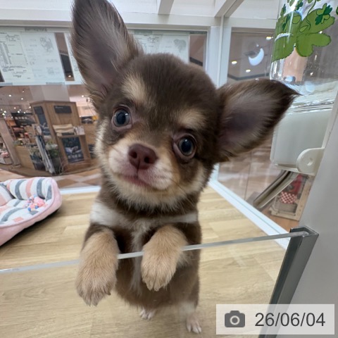 チワワの写真