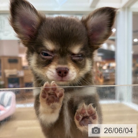 チワワの写真