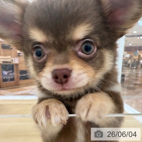 チワワの写真
