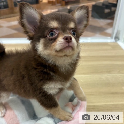 チワワの写真
