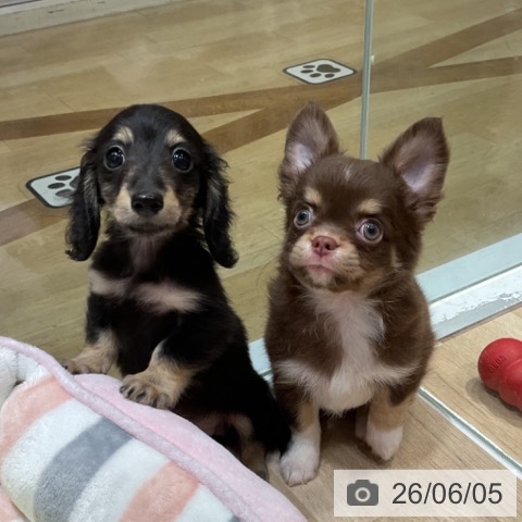 福岡県のチワワ(ロング) (ペットプラス 小倉南店/2026年4月2日生まれ/男の子/チョコレートタンホワイト)の子犬の4枚目の画像