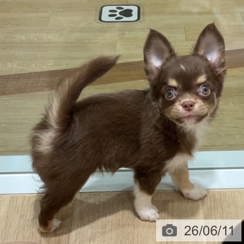 福岡県のチワワ(ロング) (ペットプラス 小倉南店/2026年4月2日生まれ/男の子/チョコレートタンホワイト)の子犬の3枚目の画像
