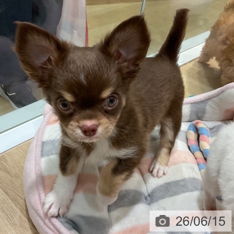 福岡県のチワワ(ロング) (ペットプラス 小倉南店/2026年4月2日生まれ/男の子/チョコレートタンホワイト)の子犬の4枚目の画像