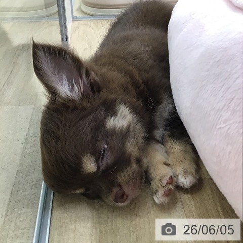 福岡県のチワワ(ロング) (ペットプラス 春日店/2026年4月2日生まれ/女の子/チョコレートタンホワイト)の子犬の4枚目の画像