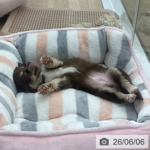 福岡県のチワワ(ロング) (ペットプラス 黒崎店/2026年4月2日生まれ/女の子/チョコレートタンホワイト)の子犬の4枚目の画像