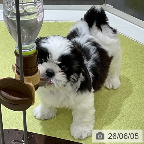 福岡県のシーズー (ペットプラス 福岡店/2026年4月4日生まれ/男の子/ゴールドホワイト)の子犬の4枚目の画像