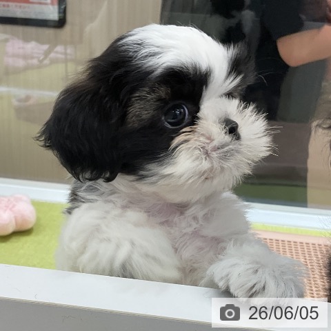 福岡県のシーズー (ペットプラス 福岡店/2026年4月4日生まれ/男の子/ゴールドホワイト)の子犬の3枚目の画像
