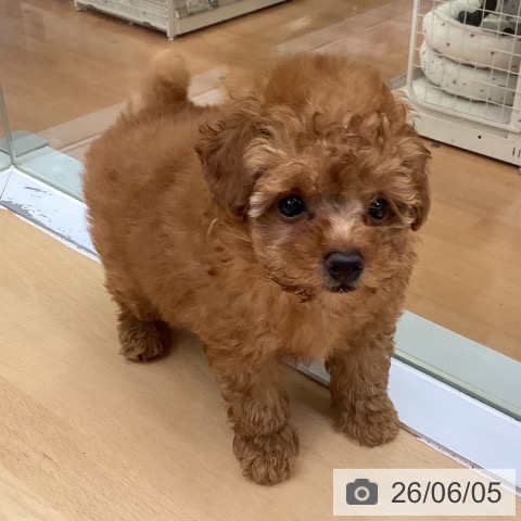 福岡県のトイプードル(トイ) (ペットプラス 黒崎店/2026年4月3日生まれ/女の子/レッド)の子犬の4枚目の画像