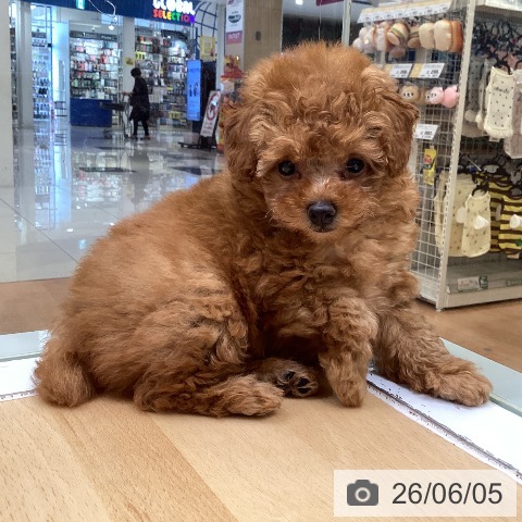 福岡県のトイプードル(トイ) (ペットプラス 黒崎店/2026年4月3日生まれ/女の子/レッド)の子犬の3枚目の画像