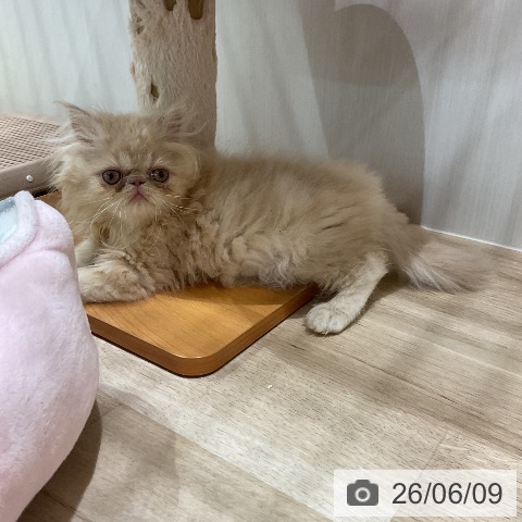 エキゾチックの写真