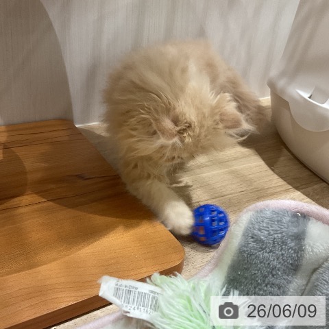 エキゾチックの写真