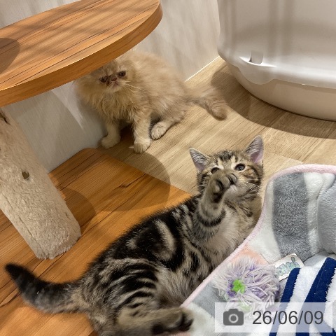 エキゾチックの写真
