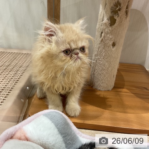 エキゾチックの写真