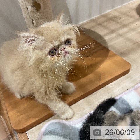 エキゾチックの写真