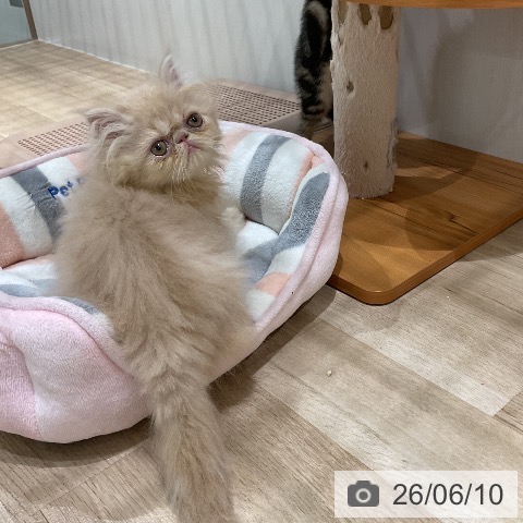福岡県のエキゾチック (ペットプラス 八幡東店/2026年4月8日生まれ/男の子/クリーム)の子猫の3枚目の画像