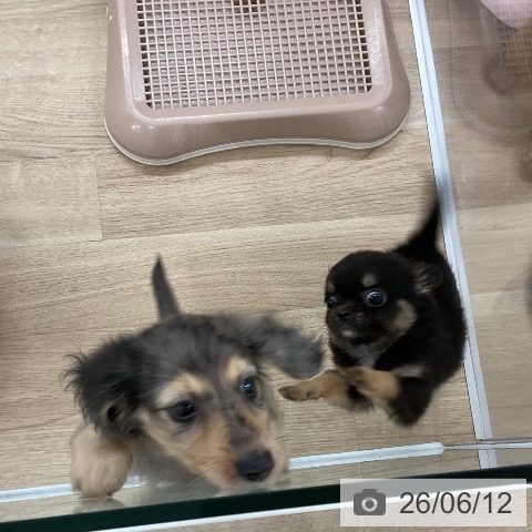 ミニチュア・ダックスフンドの写真