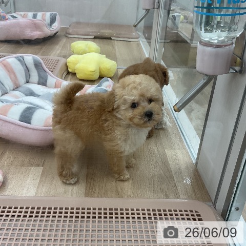 福岡県のトイプードル(トイ) (ペットプラス 八幡東店/2026年4月7日生まれ/男の子/アプリコット)の子犬の4枚目の画像