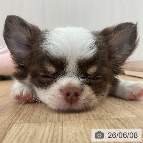 チワワの写真