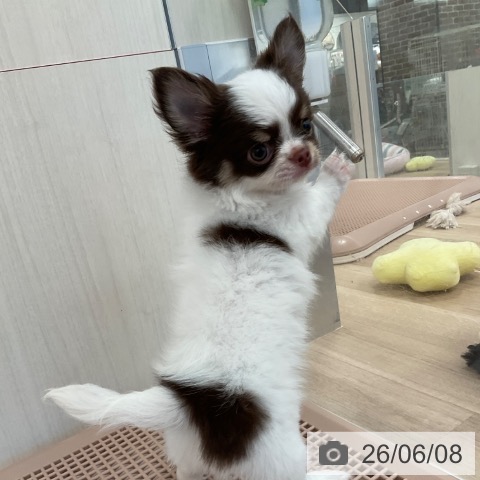 チワワの写真